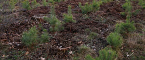 young pine saplings planted in field rows