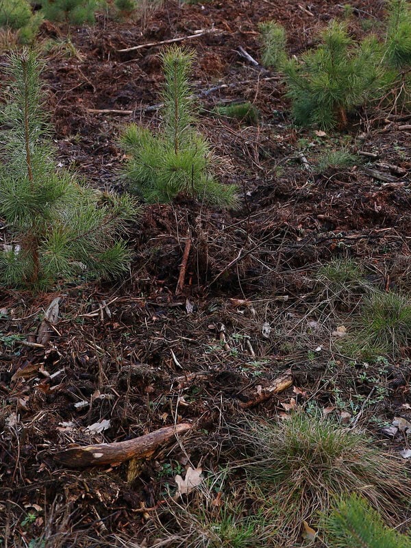 young pine saplings planted in field rows