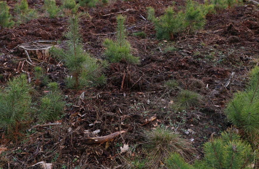 young pine saplings planted in field rows