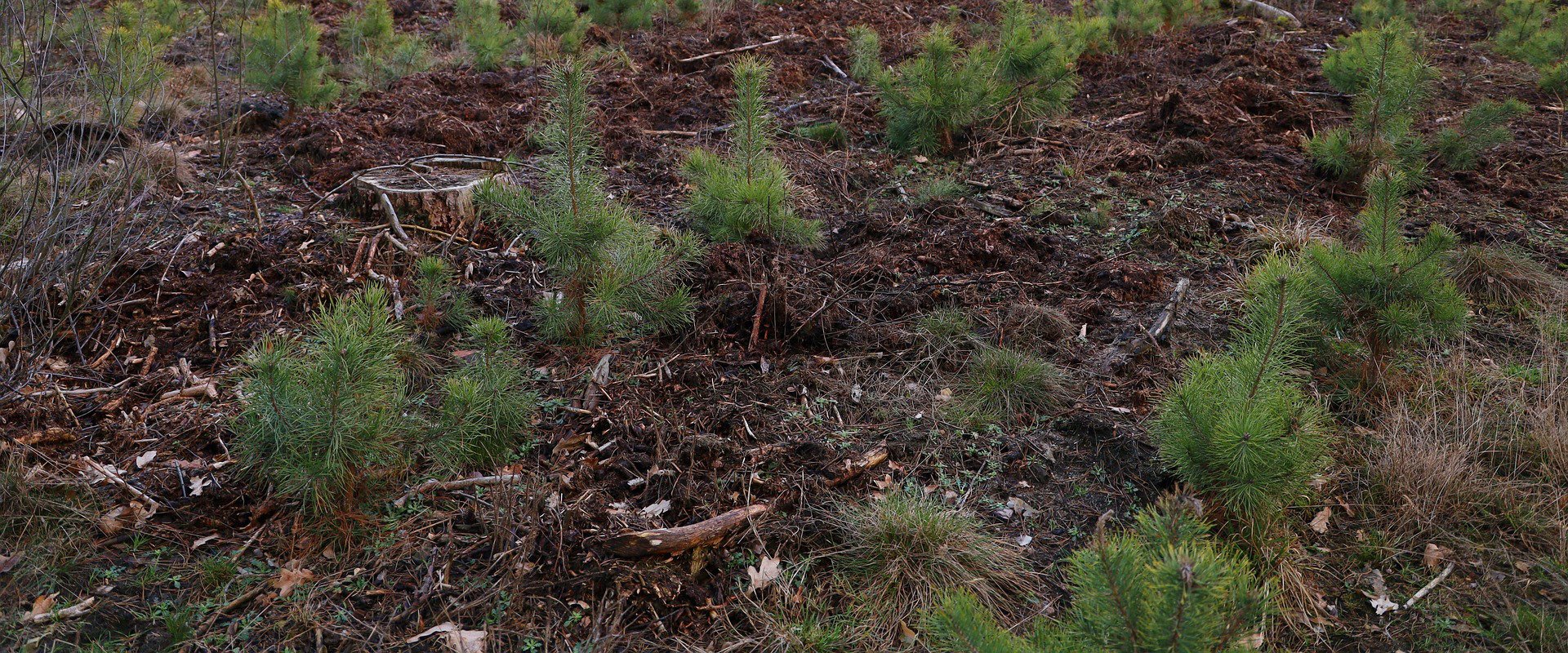 young pine saplings planted in field rows