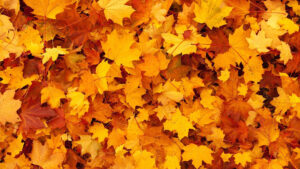 background image of brightly coloured maple leaves covering forest floor