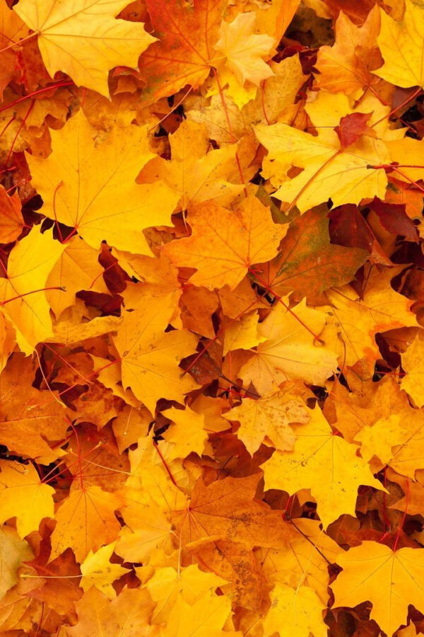 background image of brightly coloured maple leaves covering forest floor
