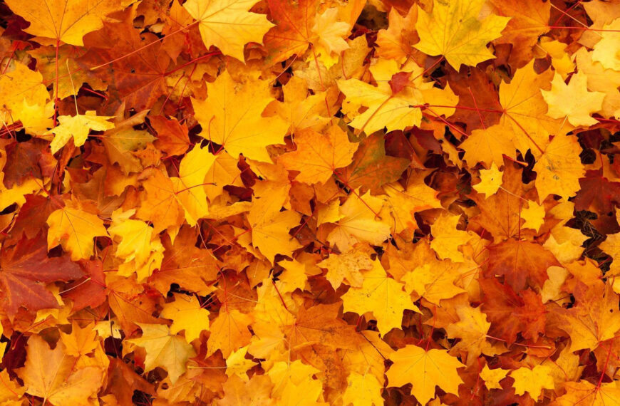 background image of brightly coloured maple leaves covering forest floor