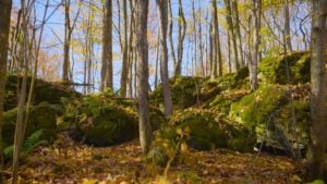 Wooded slope with fall foliage and fallen leaves and mossy rocks under blue sky on BTC Talisman property