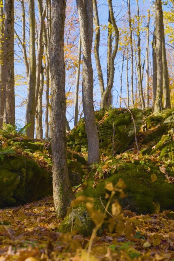 Wooded slope with fall foliage and fallen leaves and mossy rocks under blue sky on BTC Talisman property