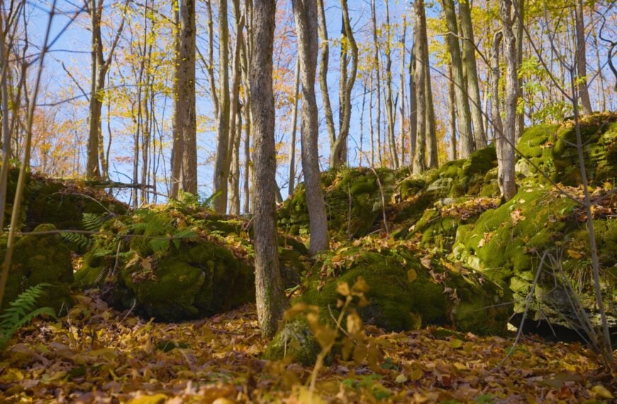 Wooded slope with fall foliage and fallen leaves and mossy rocks under blue sky on BTC Talisman property