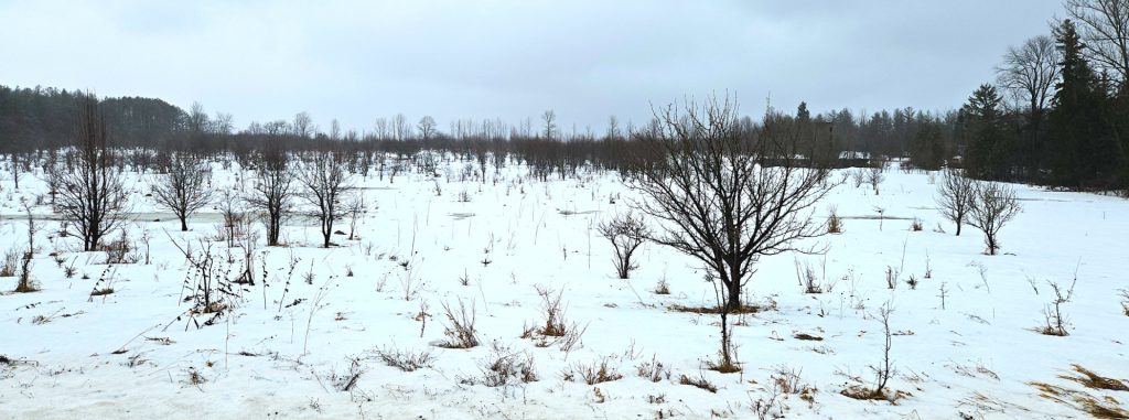 Native trees and shrub saplings poking up above the snow in their first winter after planting last October