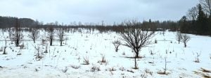 Native trees and shrub saplings poking up above the snow in their first winter after planting last October