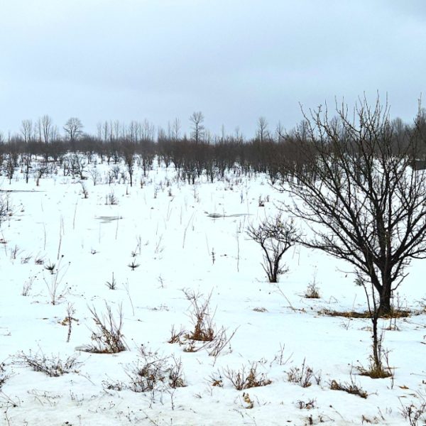Native trees and shrub saplings poking up above the snow in their first winter after planting last October