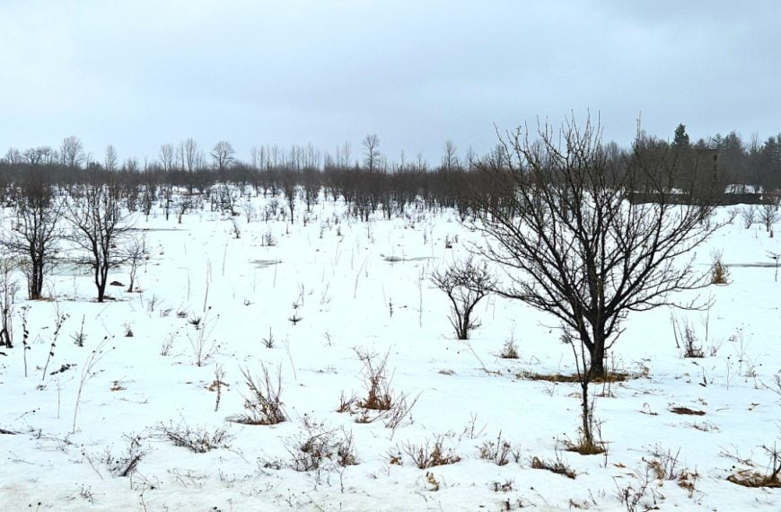 Native trees and shrub saplings poking up above the snow in their first winter after planting last October