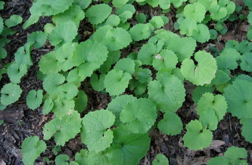 Online Training: How to Spot Invasive Species