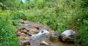 Post-AGM Hike: Kimberley Forest / Bill’s Creek