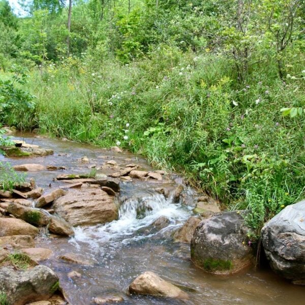 Post-AGM Hike: Kimberley Forest / Bill’s Creek
