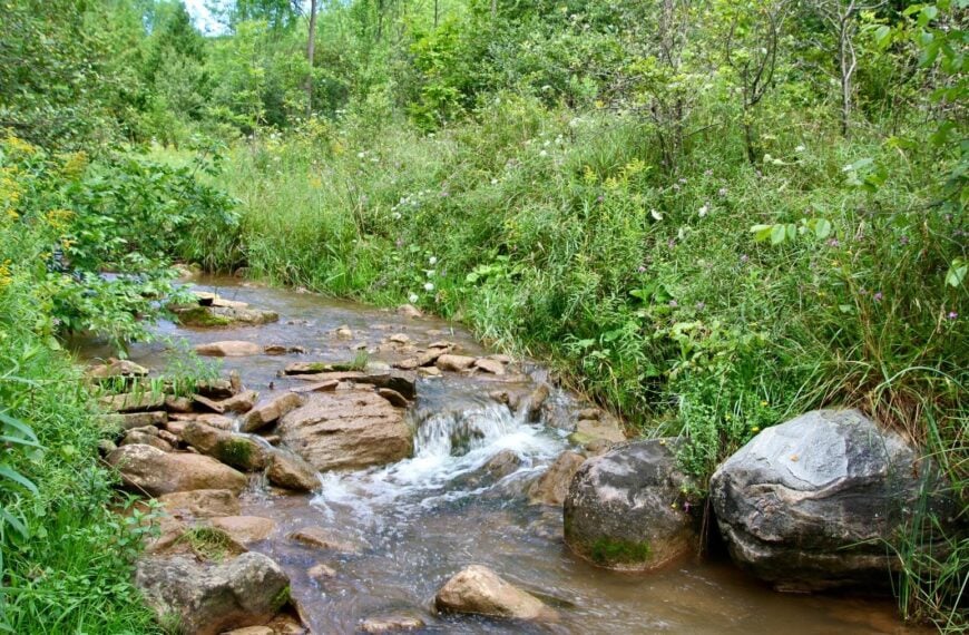 Post-AGM Hike: Kimberley Forest / Bill’s Creek