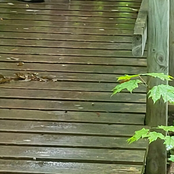 Meet our Newest Hike Leader