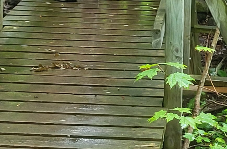 Meet our Newest Hike Leader