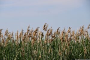 Phragmites REmoval Volunteers Needed