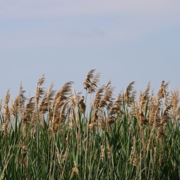 Phragmites REmoval Volunteers Needed