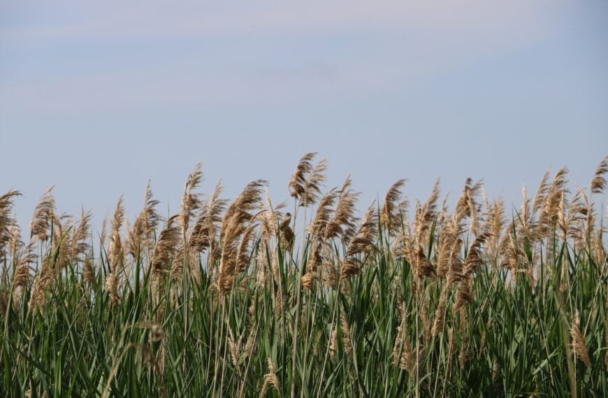 Phragmites REmoval Volunteers Needed